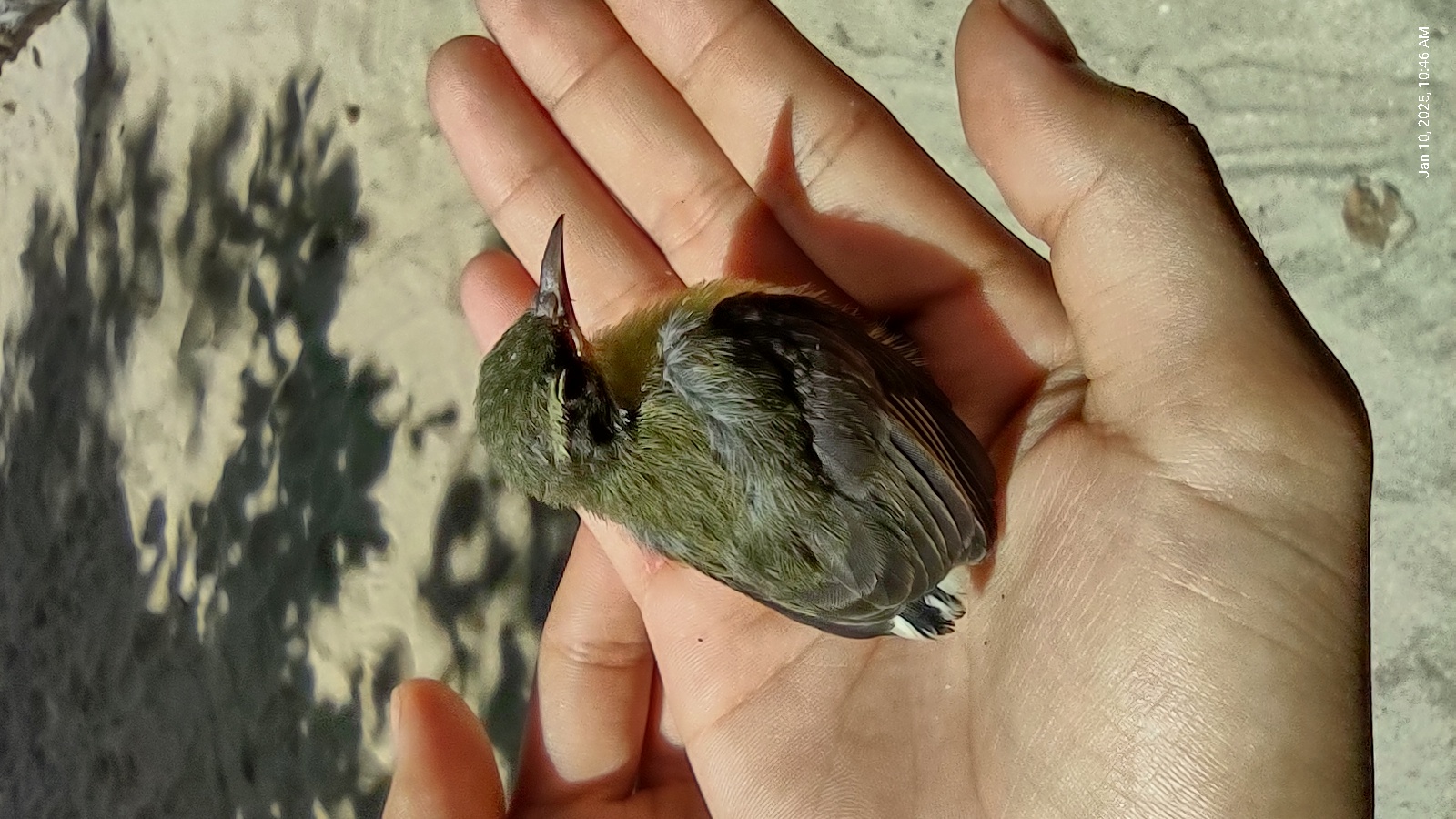 Bird in the hand.